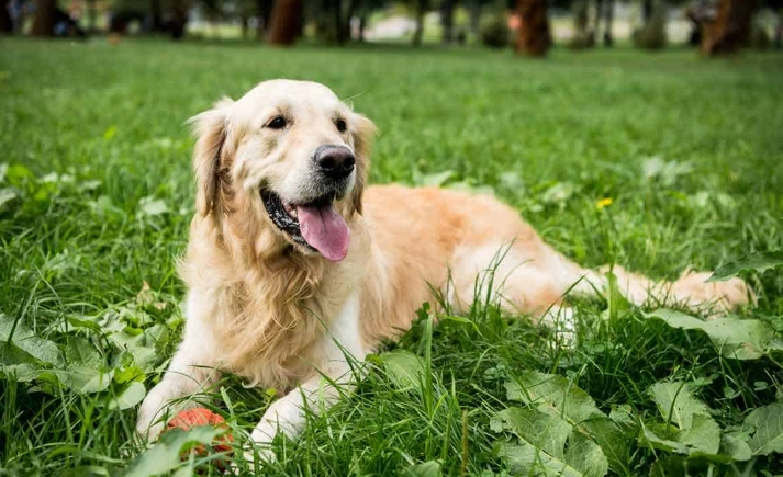 狗狗轉圈原因 狗狗轉圈原因