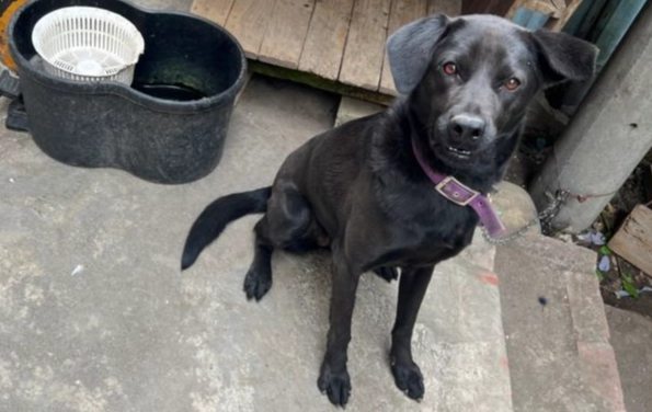 米克斯 黑色 狗