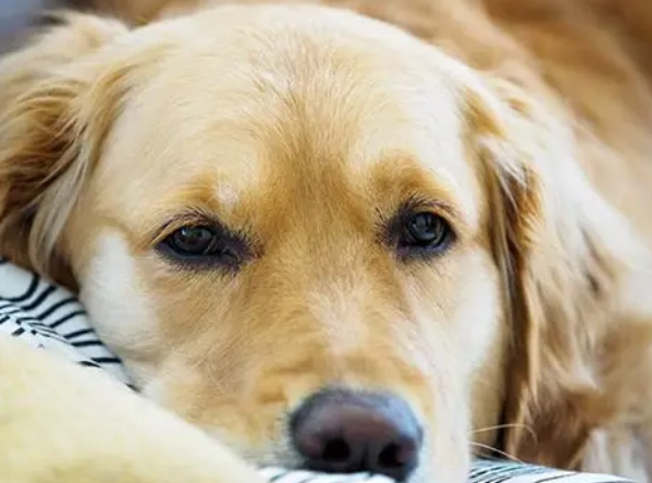 狗狗耳朵癢 狗狗耳朵癢