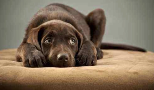 狗噎到急救 狗噎到急救