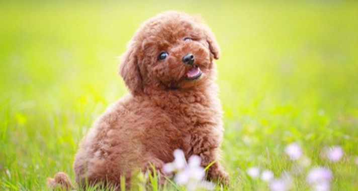 狗狗心臟病飲食