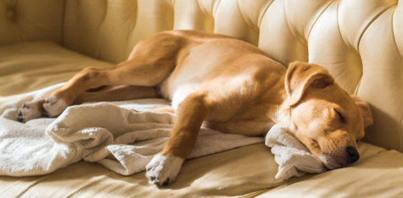 寵物安樂死指南 寵物安樂死指南