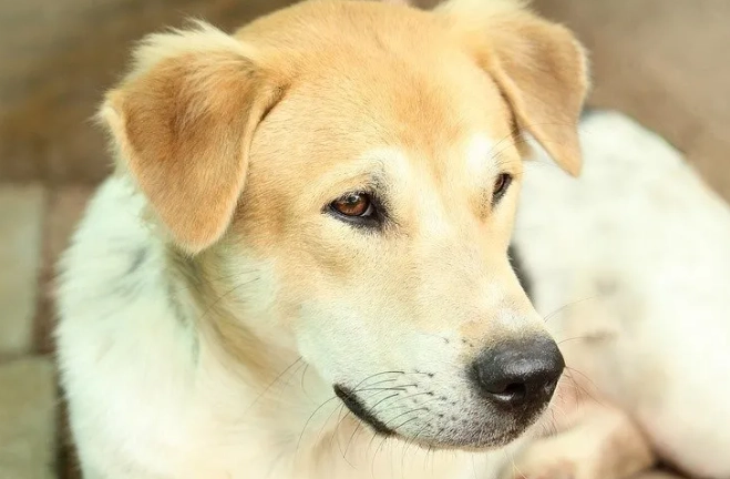 狗狗心臟病治療