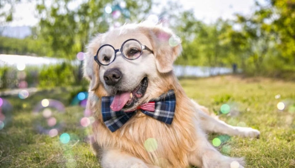 狗狗一歲幾個月 狗狗一歲幾個月