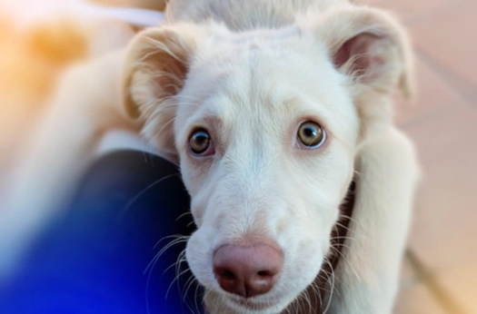 狗狗腎衰竭末期照護 狗狗腎衰竭末期照護