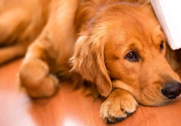 狗狗耳朵癢 狗狗耳朵癢