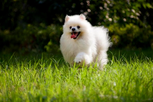 狗狗心臟肥大照護