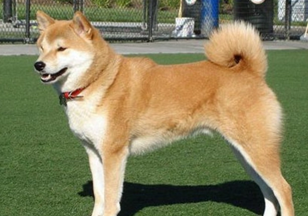 狗狗心臟病藥要吃多久