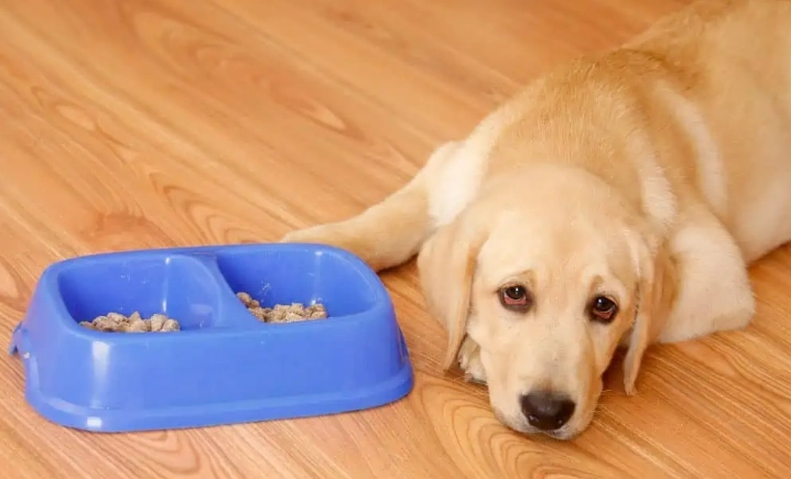狗鮮食減肥食譜