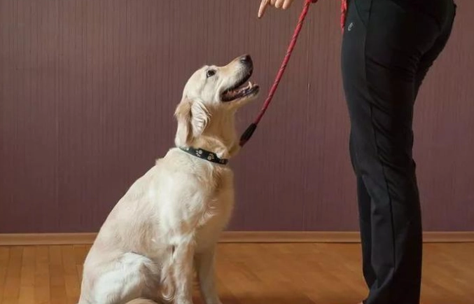 狗狗噎到反應 狗狗噎到反應