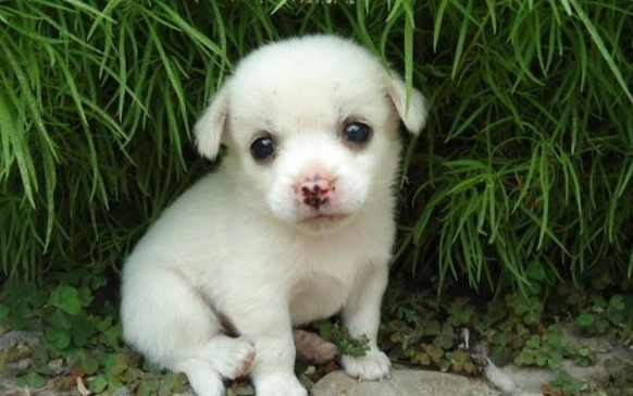 幼犬社會化訓練 幼犬社會化訓練