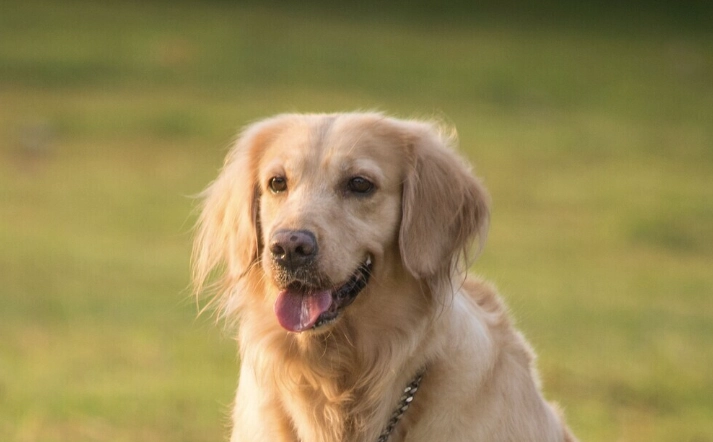狗胰臟炎可以吃的水果 狗胰臟炎可以吃的水果