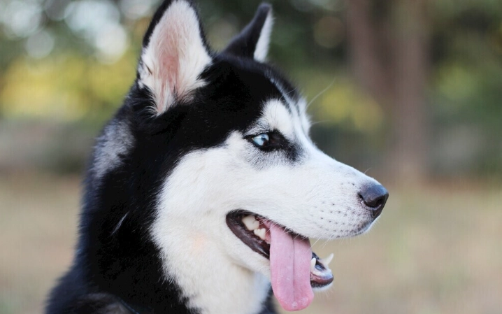胰臟炎狗狗飲食 胰臟炎狗狗飲食