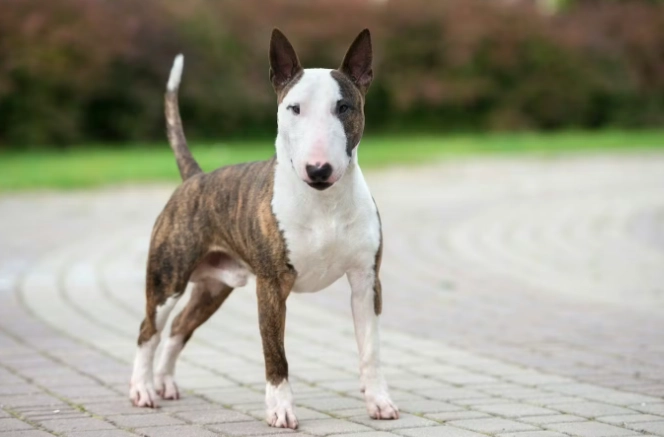 中型犬品種推薦