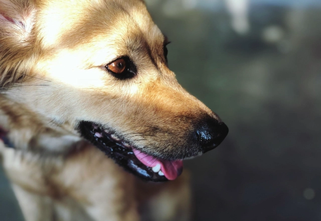 狗狗心臟病治療