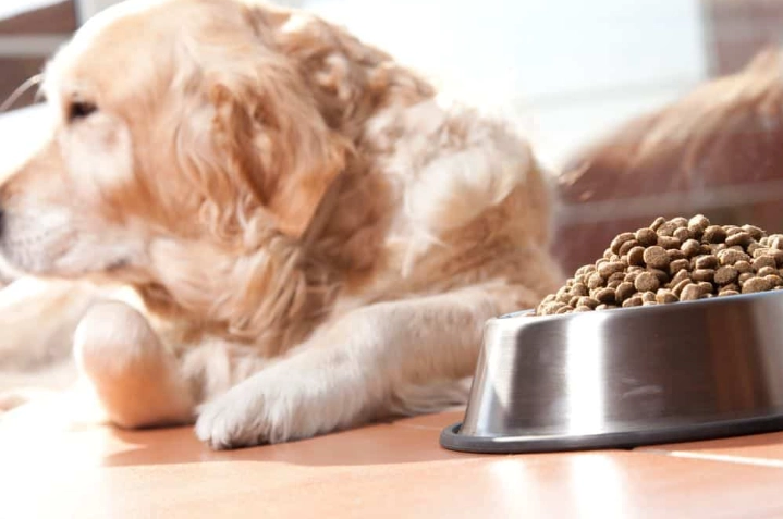 狗鮮食減肥食譜