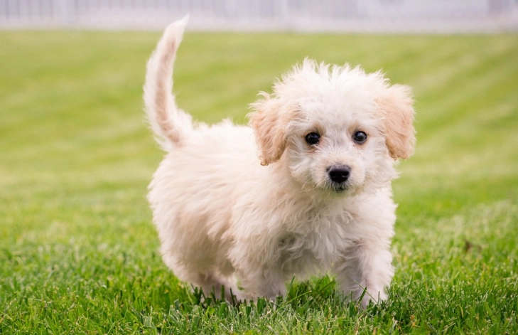 狗狗胰臟炎治療 狗狗胰臟炎治療