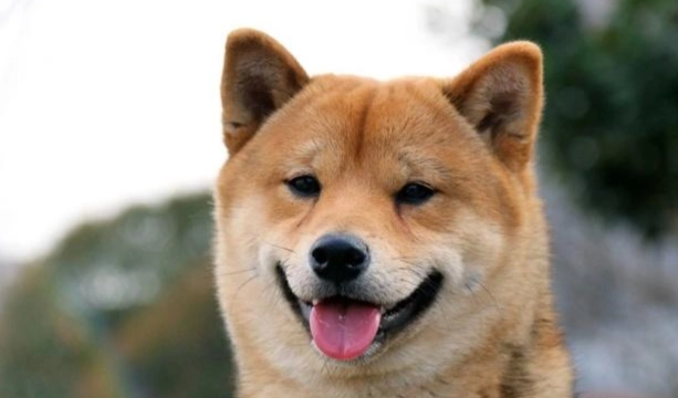 休克後遺症照護