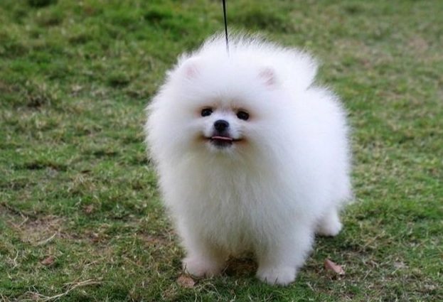 狗狗心絲蟲預防