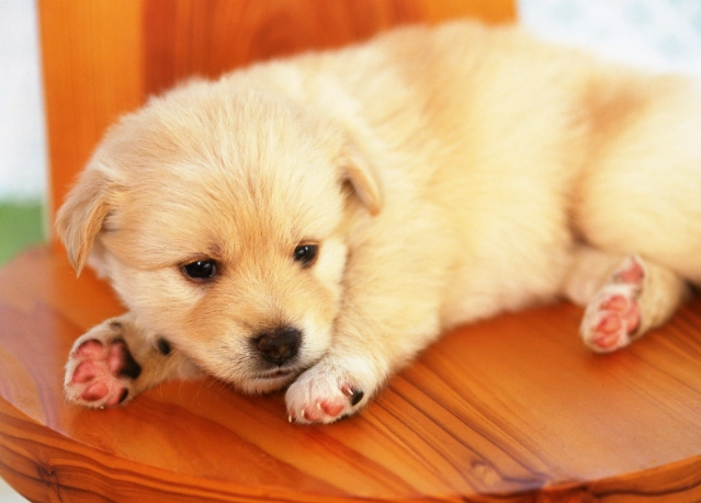 狗狗胰臟炎住院幾天