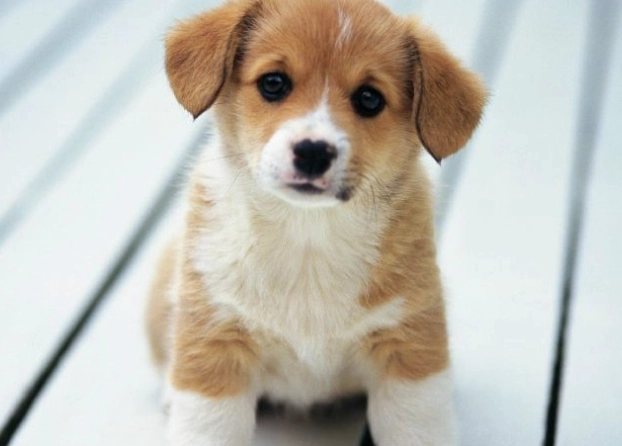 狗狗胰臟炎 狗狗胰臟炎