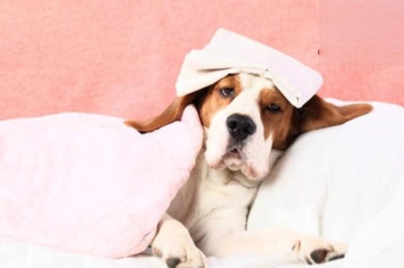 狗狗癲癇 狗狗癲癇