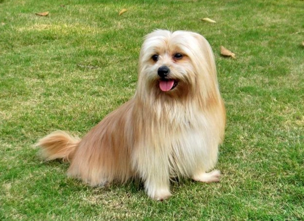 心絲蟲治療老狗