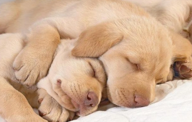 狗呼吸急促 狗呼吸急促