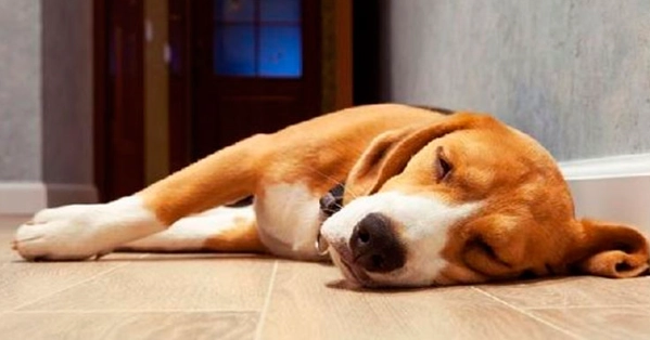 狗狗年齡對照表 狗狗年齡對照表