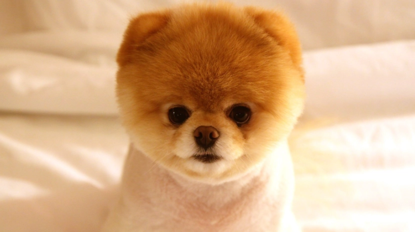 狗茴香使用方法