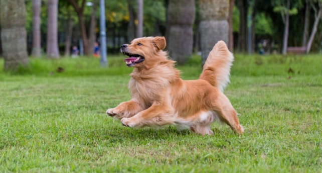 狗狗耳朵分泌物