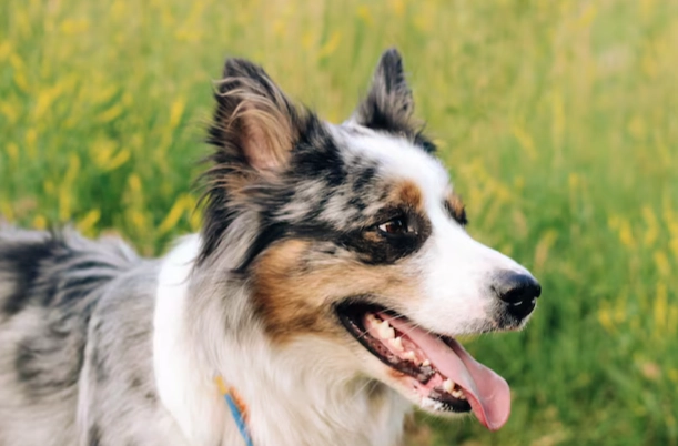 犬耳炎藥水推薦 犬耳炎藥水推薦