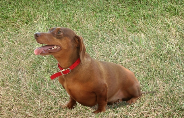 狗胰臟炎治療天數