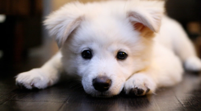 胰臟炎症狀 胰臟炎症狀