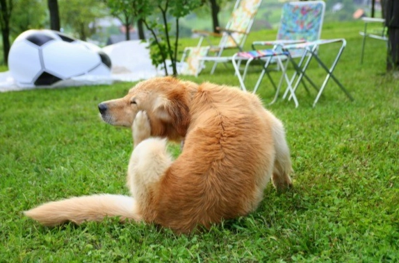 狗狗耳朵清潔 狗狗耳朵清潔