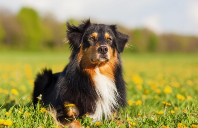 狗耳朵發炎怎麼辦 狗耳朵發炎怎麼辦
