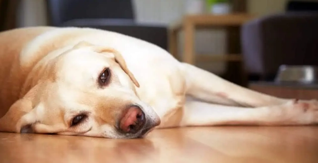 狗狗癲癇治療 狗狗癲癇治療