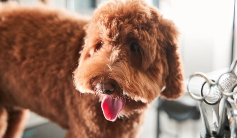 狗狗腎臟病末期症狀 狗狗腎臟病末期症狀