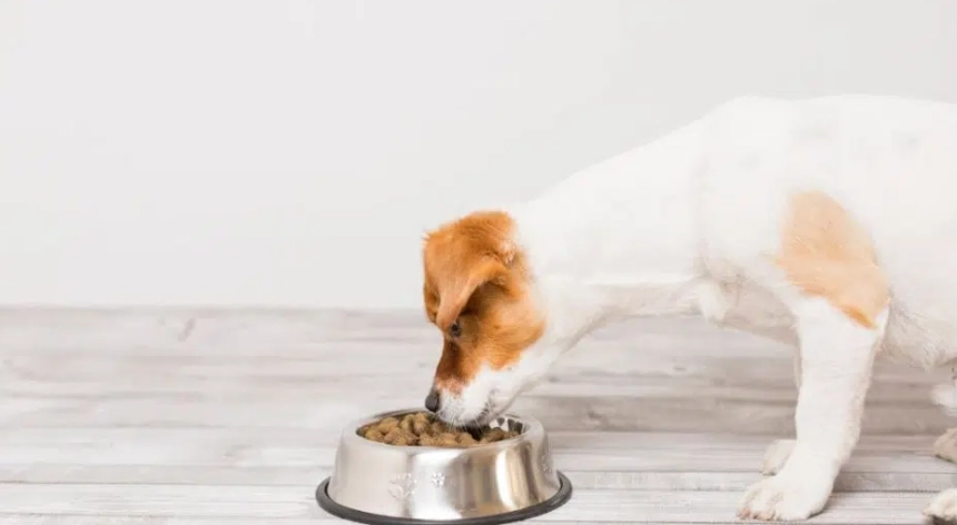 蛋黃蛋白狗狗健康