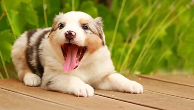 胰臟炎症狀 胰臟炎症狀