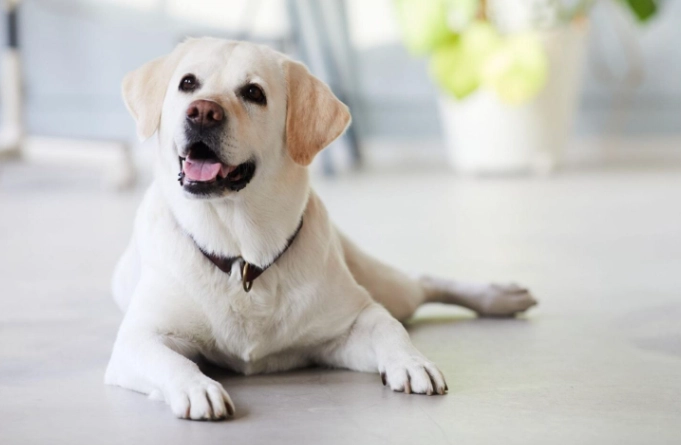 狗心脏衰竭照护