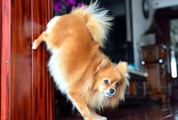 狗心臟肥大食物