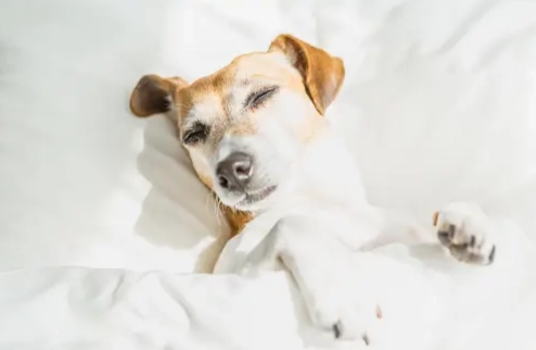 癲癇治療 癲癇治療