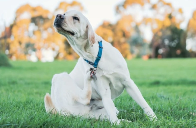 耳蟎治療 耳蟎治療