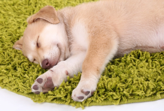 狗心臟保健食品