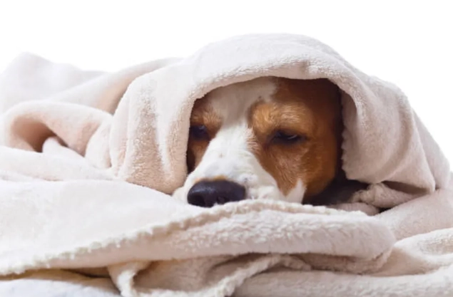 狗狗癲癇症狀 狗狗癲癇症狀