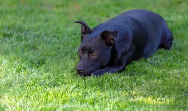 狗公園推薦 狗公園推薦