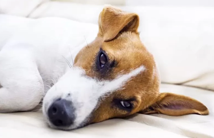 狗狗腎衰竭症狀 狗狗腎衰竭症狀