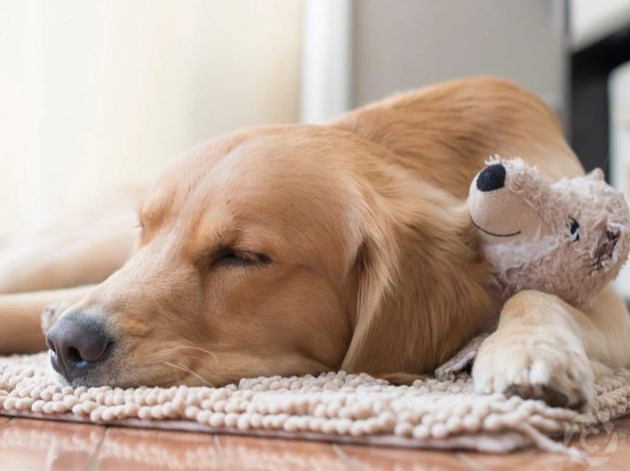 狗認知功能障礙