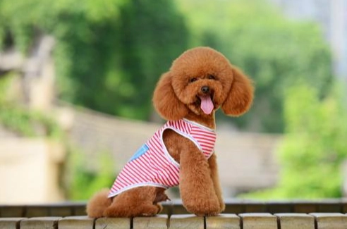 狗狗心臟病用藥